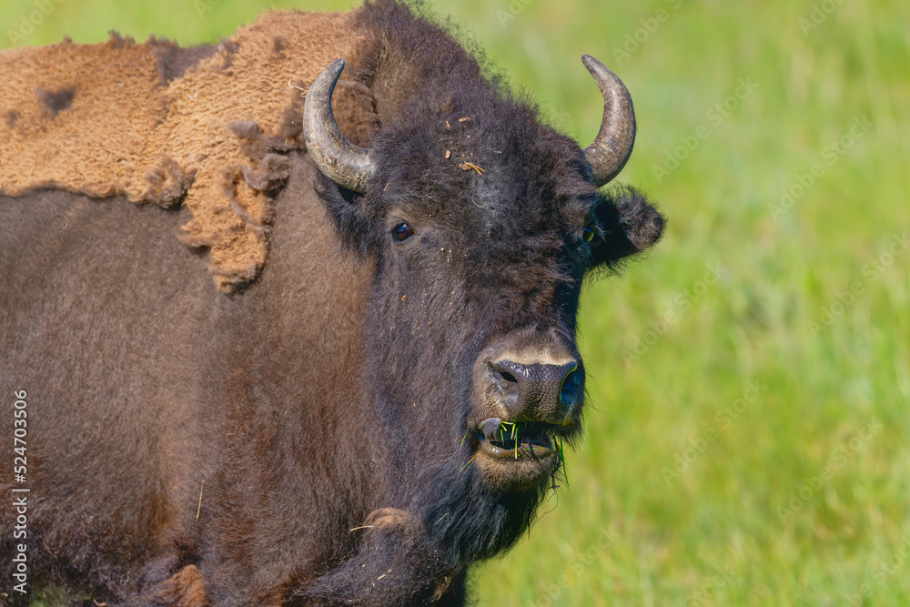 American Bison.