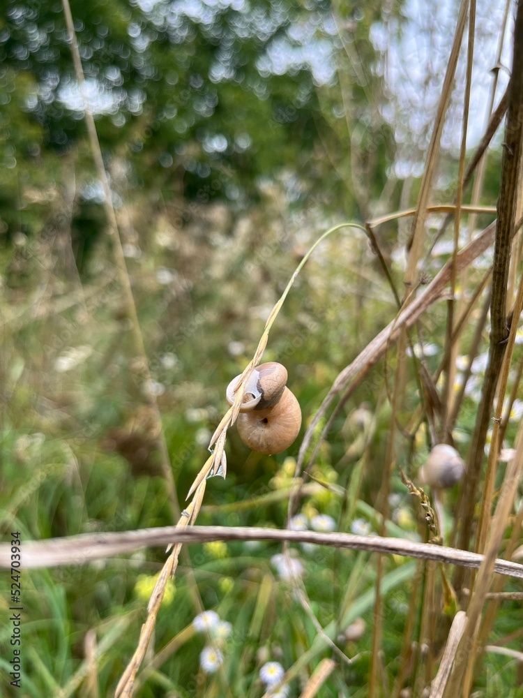 Obraz premium snail on a branch