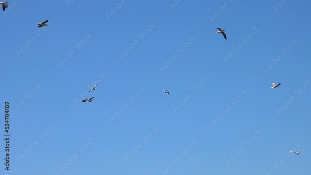 Flock of Seagulls flying on blue sky background Flock of Seagulls flying on blue sky background