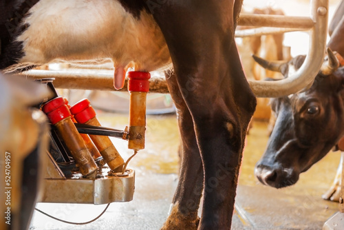фотографія Milking complex and mechanized milking equipment, is milking.