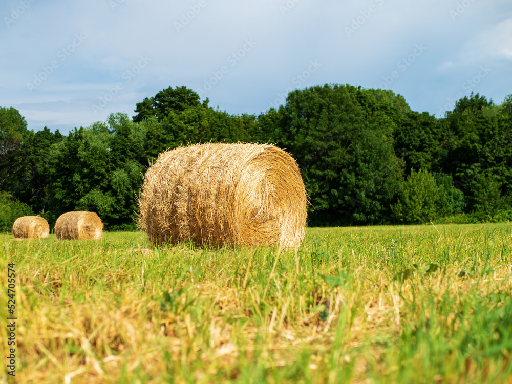 Close-up of a hay fall on a mowed meadow on a summer sunny day