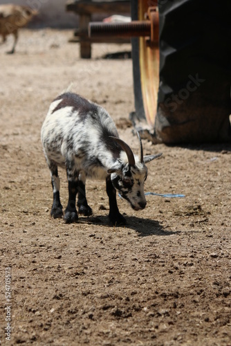 Baby Goat