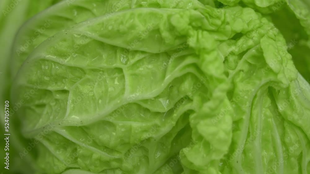 Camera movement on fresh leafs with water drops chinese cabbage. Macro shot of greens. Harvest vegetables. Close up Camera movement on fresh leafs with water drops chinese cabbage. Macro shot of greens. Harvest vegetables. Close up
