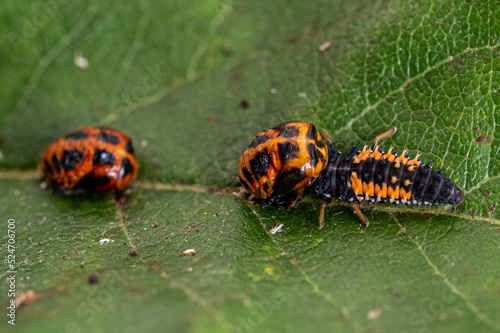 Cannibalism of harlequin ladybird larva eating the pupa of another ladybird © Anders93