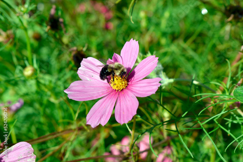 Honeybee Gathers Pollen From A Wildflower