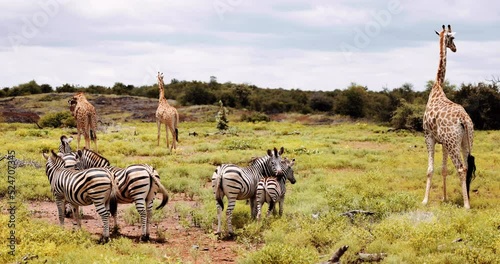 Zebras, Giraffe, impala, baboons feed together for safety. Savannah South Africa
