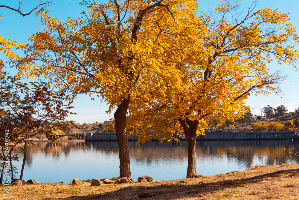 Autumn landscape with lake and trees with golden leaves. Selective focus. Copy space. Autumn landscape with lake and trees with golden leaves. Selective focus. Copy space.