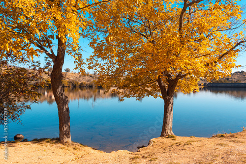 Autumn landscape with lake and trees with golden leaves. Selective focus. Copy space.