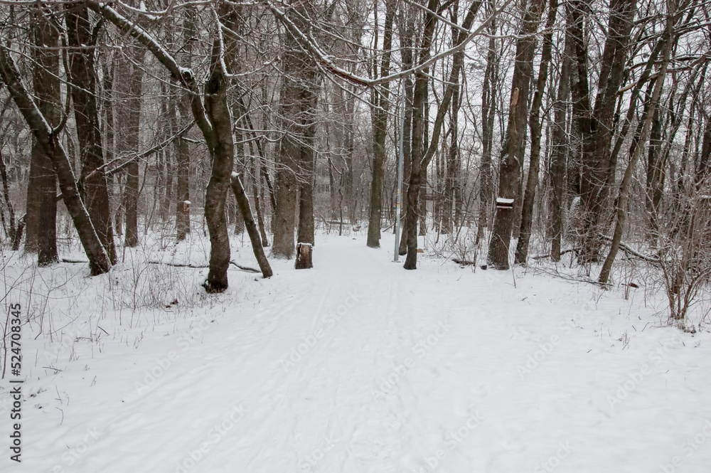 winter landscape: snow-covered forest winter landscape: snow-covered forest