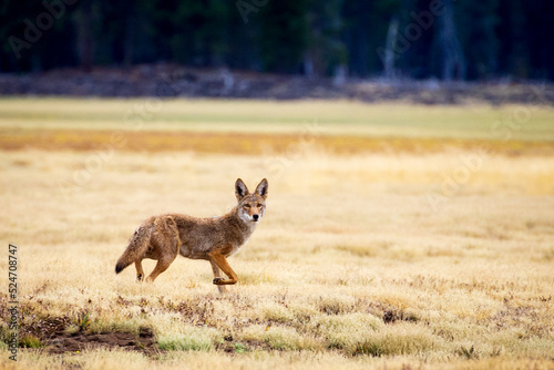 Coyote (Canis latrans) in a large meadow in the Lassen National Forest - Lassen County, California, USA.