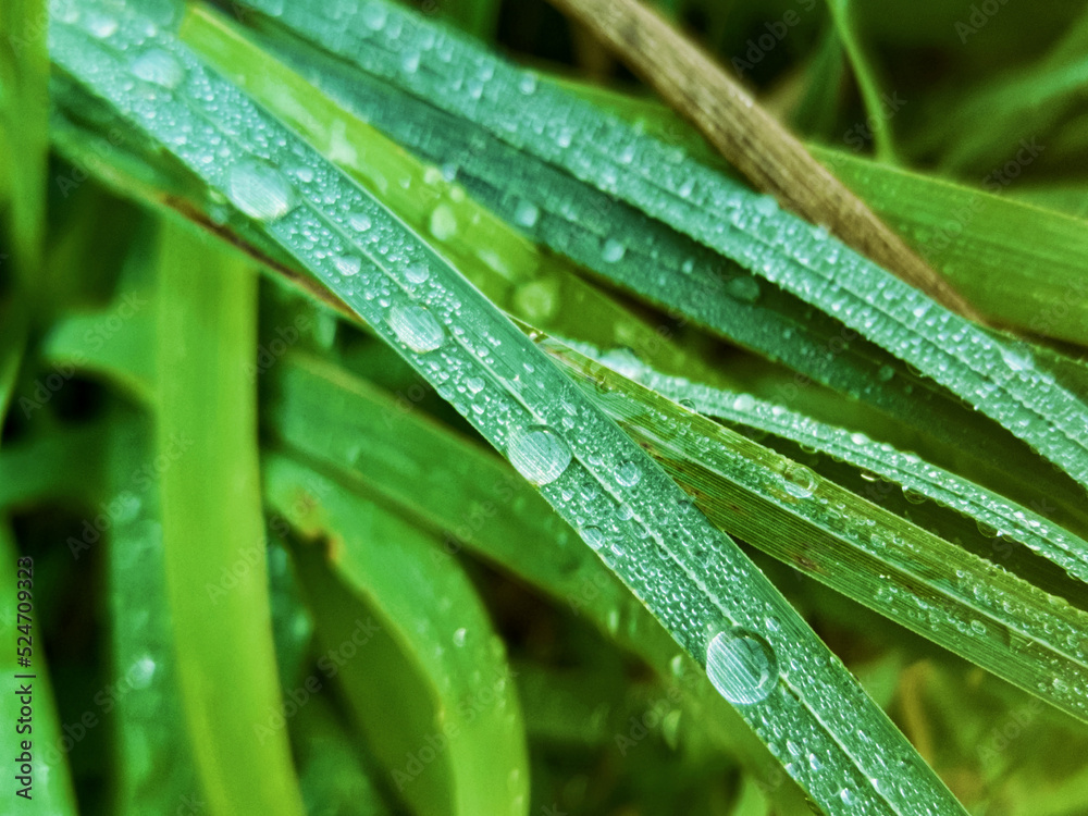 Green fresh leafs with water drops Green fresh leafs with water drops