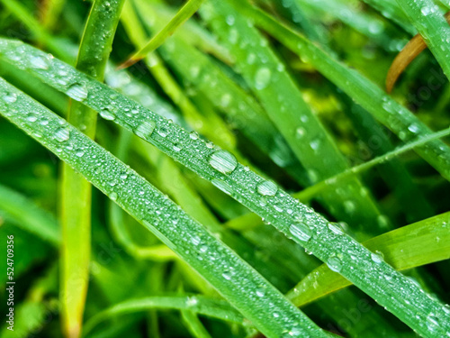 Green fresh leafs with water drops