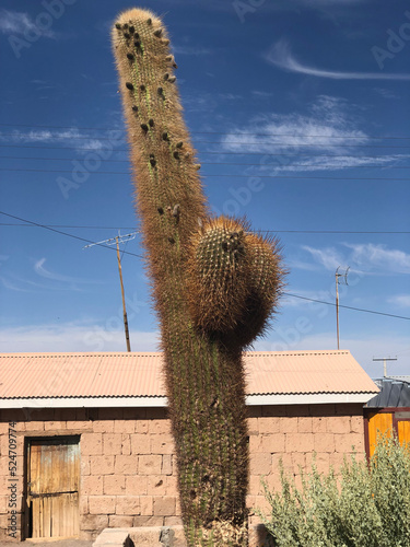 A cactus in desert of San Pedro de Atacama © Karel