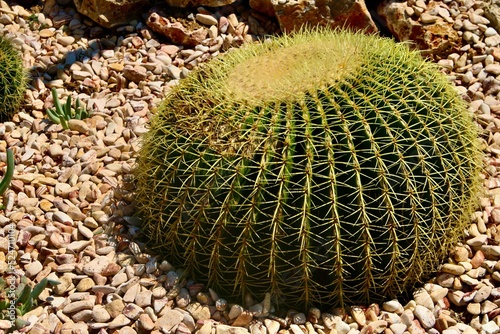 cactus in rock garden