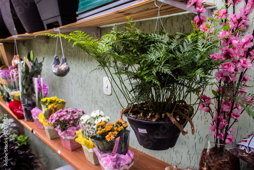 Plantas e folhagens em uma floricultura - loja de plantas photo