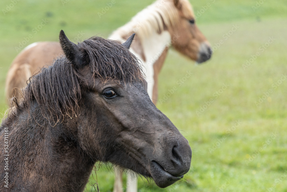 Icelandic Horses in Field during day Icelandic Horses in Field during day