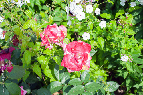 Flower Rose pinck Garden Eye Bud Blossom Blum