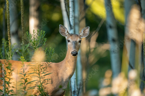 Canvas Print young female deer looking directly at the camera