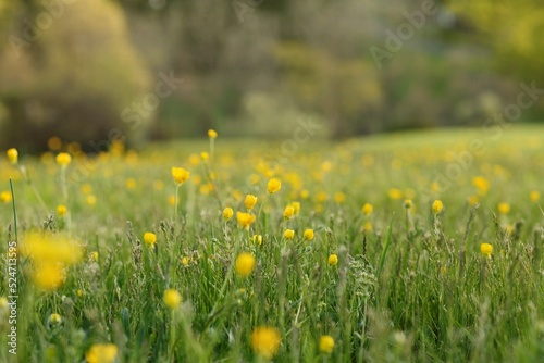 Buttercup field rolling hill © Tammy