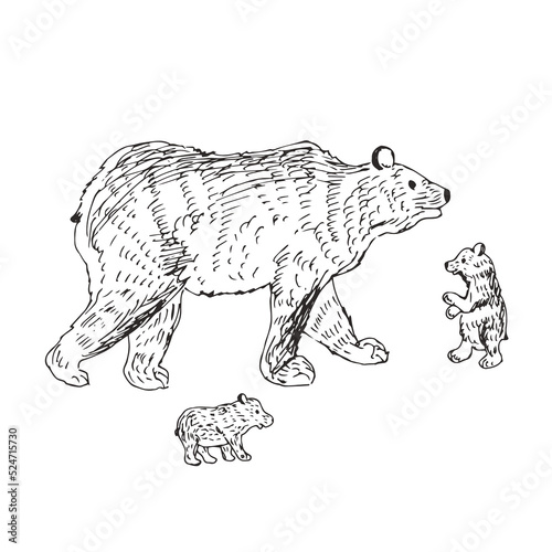 Illustration of a bear with cubs.