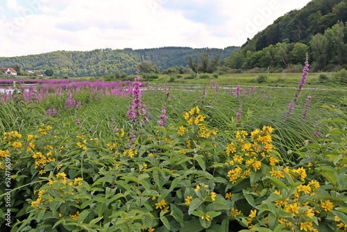 Blühender Blutweiderich und Gilbweiderich am leeren Edersee bei Herzhausen. photo