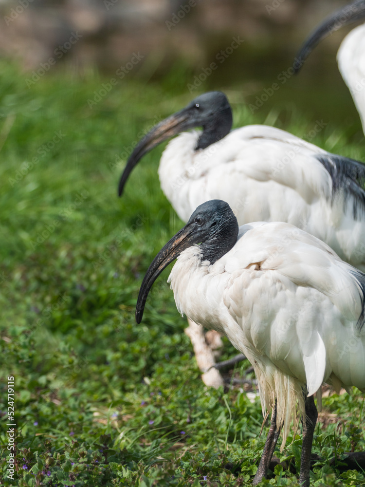 Fototapeta premium Portrait of African sacred ibis or Threskiornis aethiopicus standing in green grass.