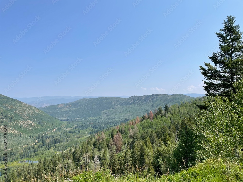 Fototapeta premium trees in the mountains