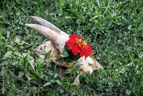 A flower grows through the goat's skull. Goat skull and red flower on the grass