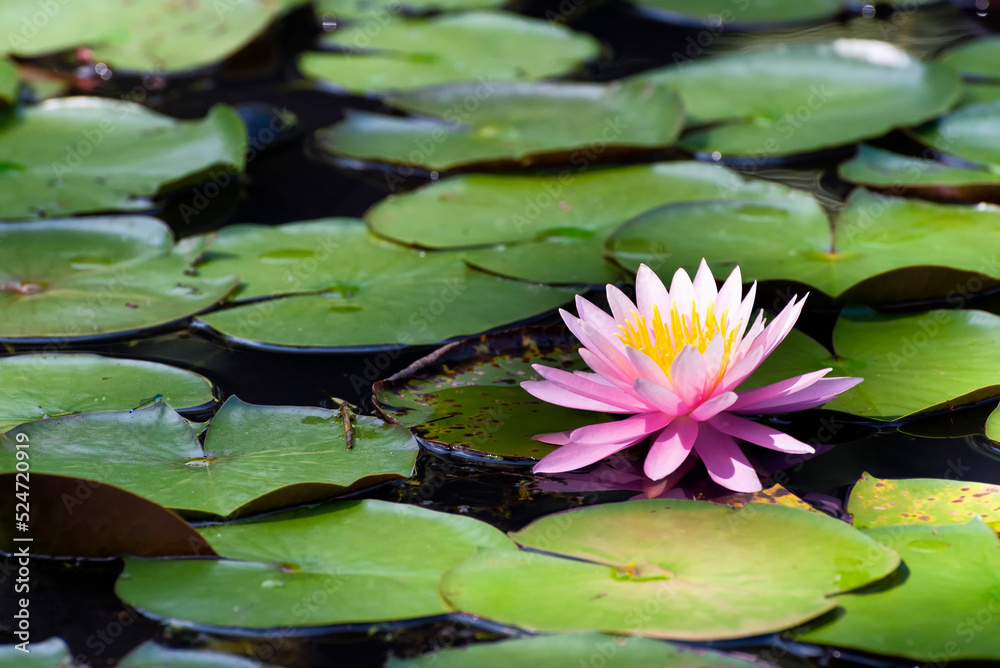 Pink water lily Pink water lily