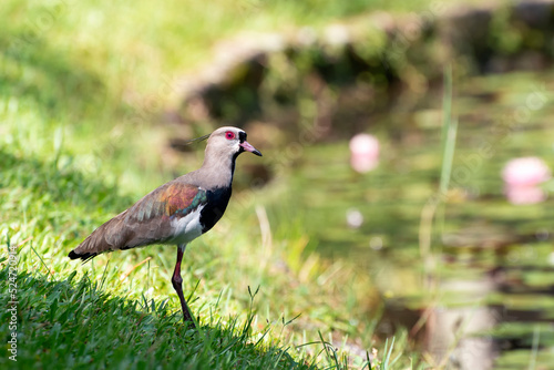 Close-up of Southern Lapwing