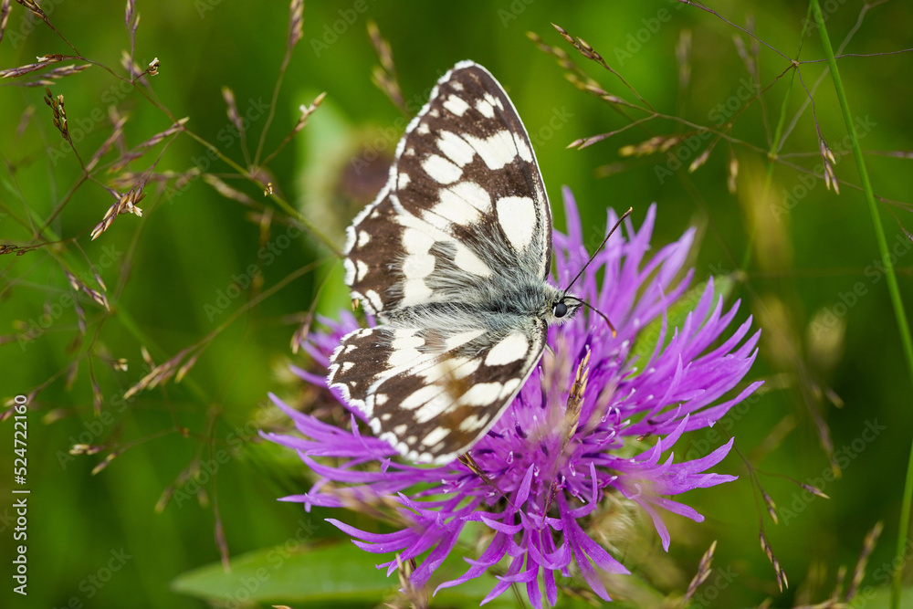 butterfly on a flower