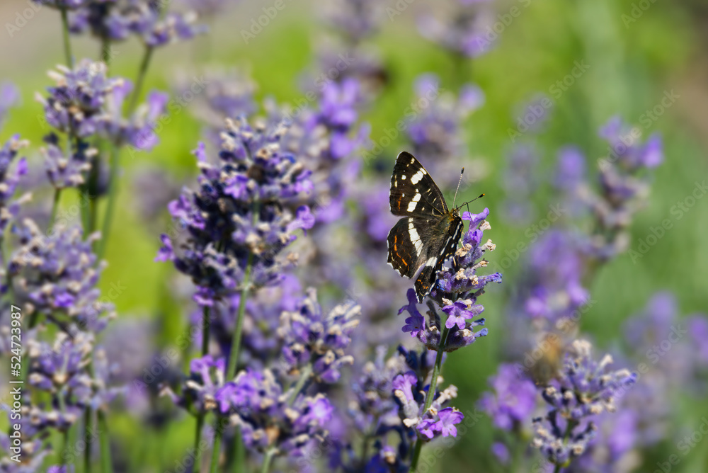 Map butterfly (Araschnia levana) sitting on lavender in Zurich, Switzerland Map butterfly (Araschnia levana) sitting on lavender in Zurich, Switzerland
