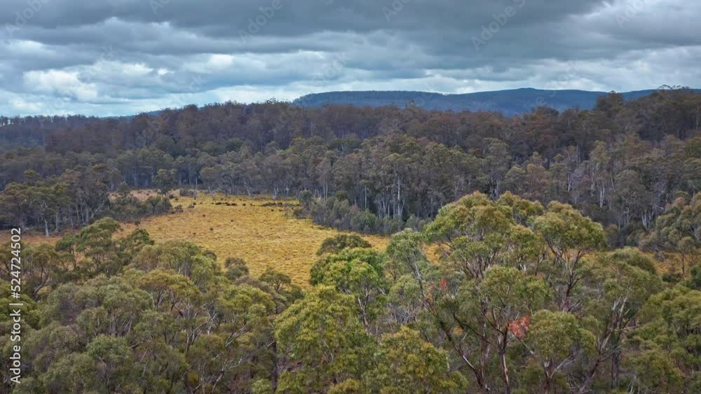 Tasmania forest. Beautiful Australia nature Tasmania forest. Beautiful Australia nature