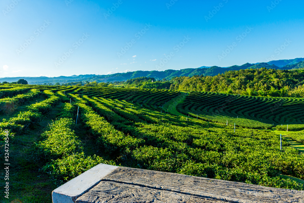 Tea plantation and mountain panorama view with empty Wooden terrace for product display design. Background for product display. Selective focus