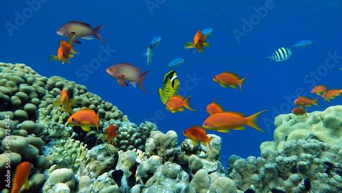 Fototapeta Naklejka Na Ścianę i Meble -  Fish - Sea Goldie. The most common antias in the Red Sea. Divers see him in huge flocks on the slopes of coral reefs.