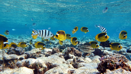 Butterfly fish Black-backed butterfly fish - this butterfly fish grows up to 15 cm, occurs in pairs, feeds on coral polyps.