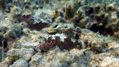 Margin glossodoris Glossodoris cincta  Lat   Nudibranch mollusk. Banded glossodoris . 