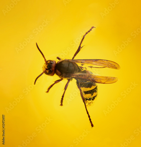 Foto Insect, Wasp close-up in champagne and bubbles, fell into a yellow glass