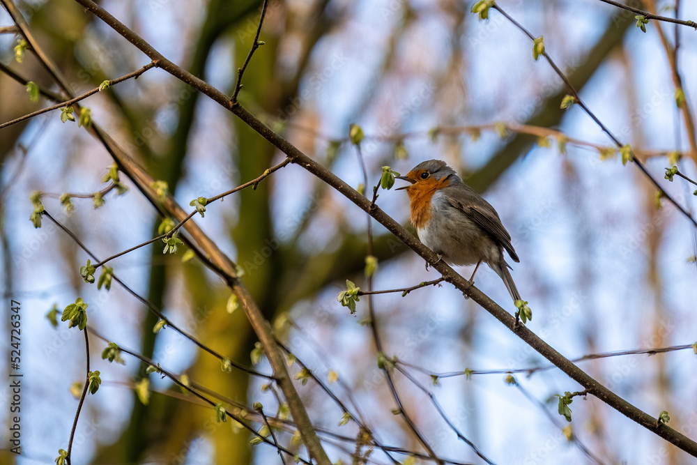 Roodborst in een struik met uitlopend blad. Roodborst in een struik met uitlopend blad.