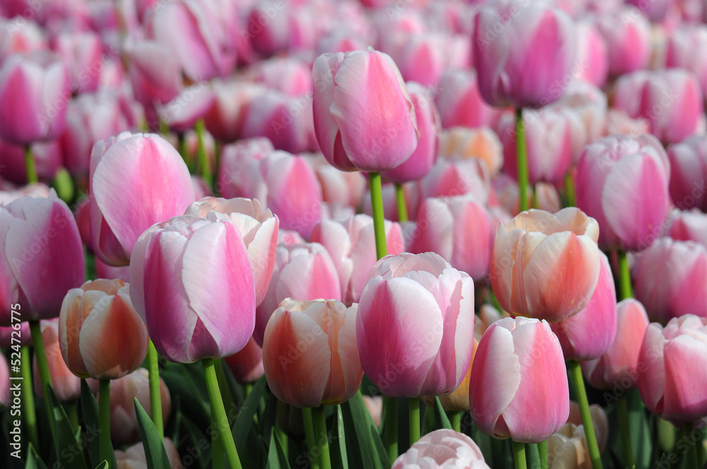 Closeup view of pink tulips Closeup view of pink tulips