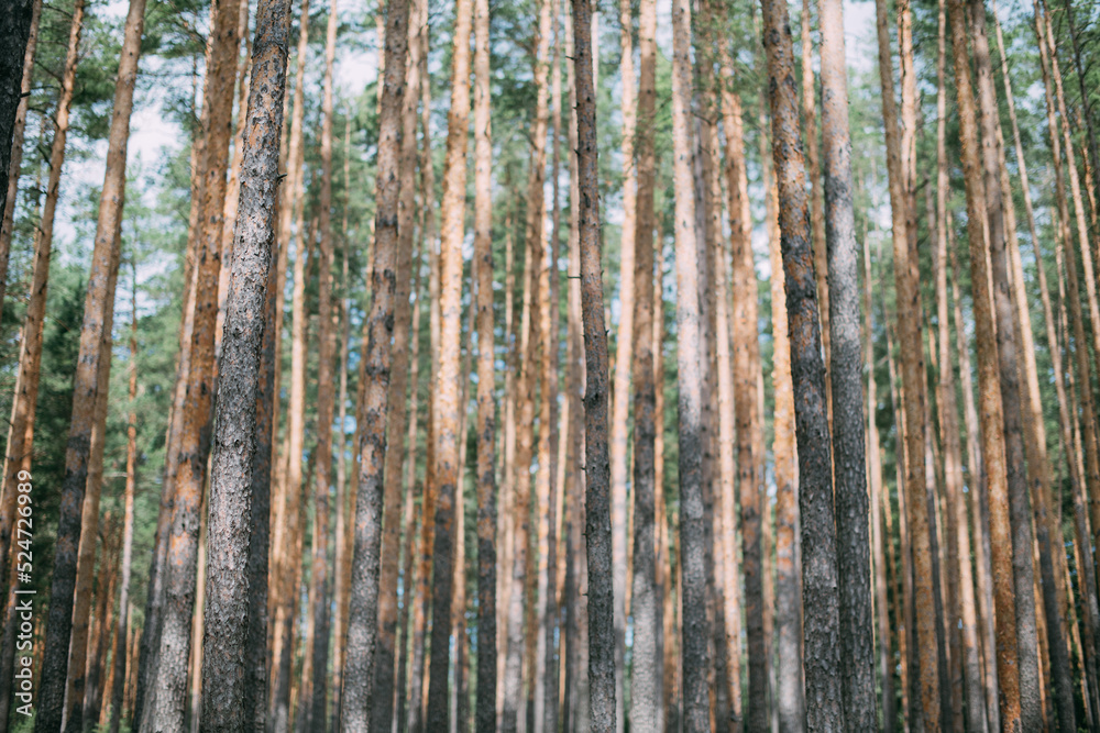 Pine forest with sandy soil on a sunny day. Pine trunks in the sunlight. No one.