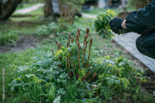 Close-up of gloved male hands with plucked weeds. A man works in the garden