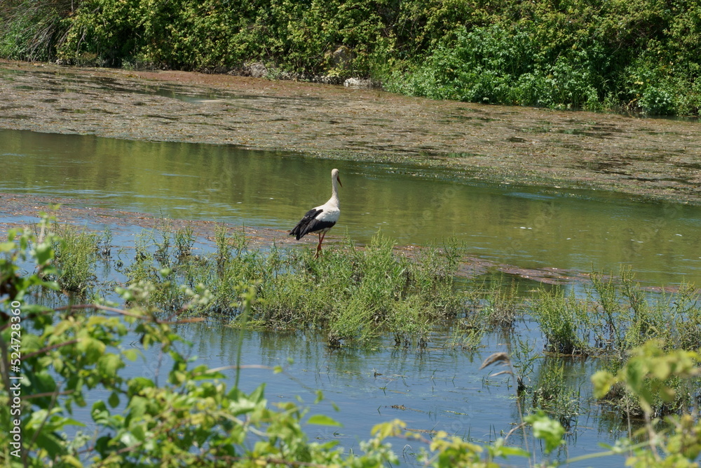 The stork standing by the water to hunt it's prey
