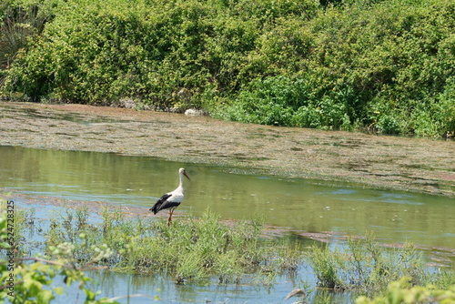 The stork standing by the water to hunt it's prey