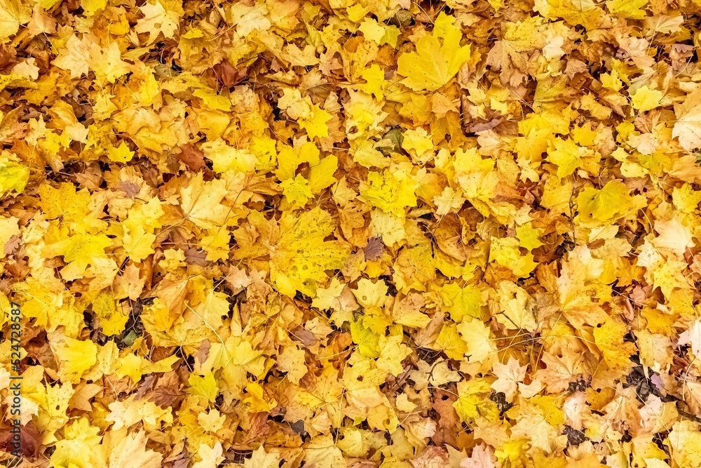 Background of yellow autumn leaves Background of yellow autumn leaves