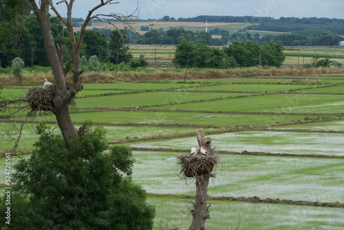 The stork nestlings waiting on the nest 