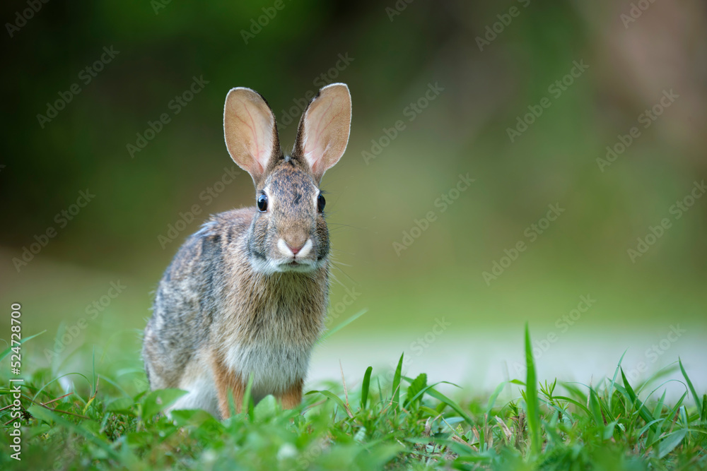 Fototapeta premium Grey small hare eating grass on summer field. Wild rabbit in nature