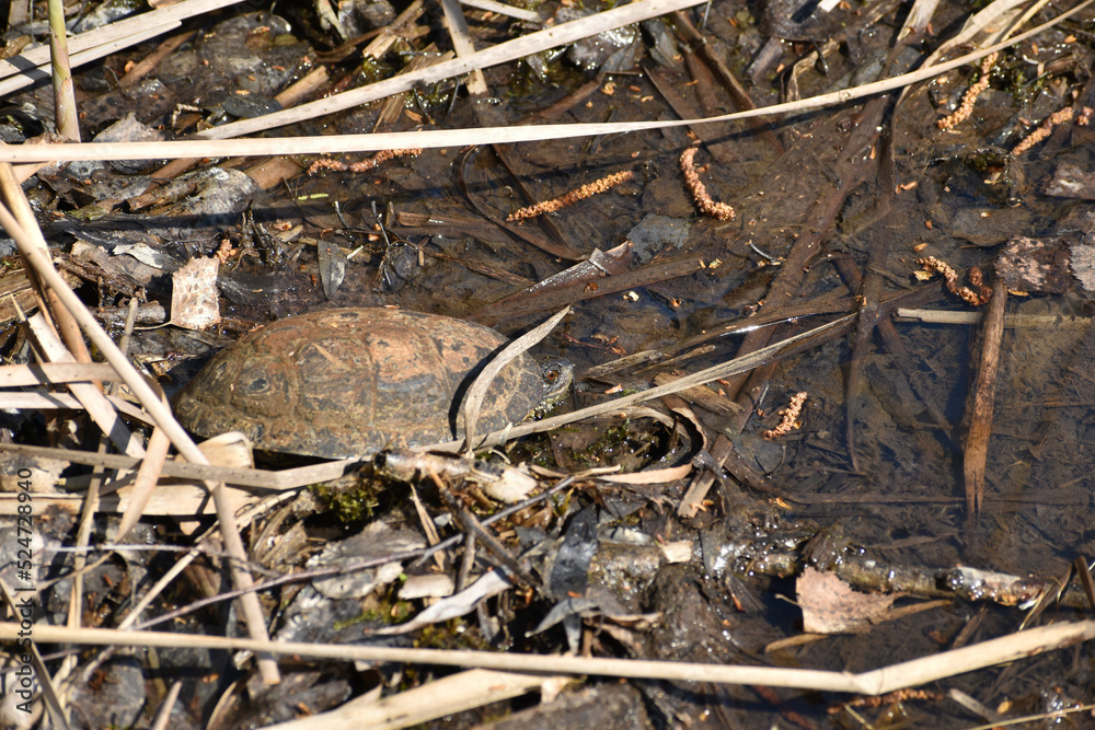 In the picture, the shore of the pond in the water of which you can see a freshwater turtle, which hid in a shell. In the picture, the shore of the pond in the water of which you can see a freshwater turtle, which hid in a shell.
