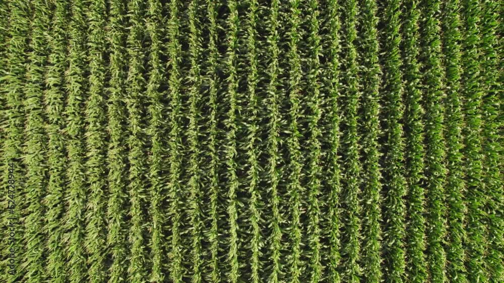 Geometrical aerial top view of a green corn field. Flying view of wind gushing through green corn seedlings. Wind playing and moving corn tops in pattern. Agricultural landscape. Geometrical aerial top view of a green corn field. Flying view of wind gushing through green corn seedlings. Wind playing and moving corn tops in pattern. Agricultural landscape.