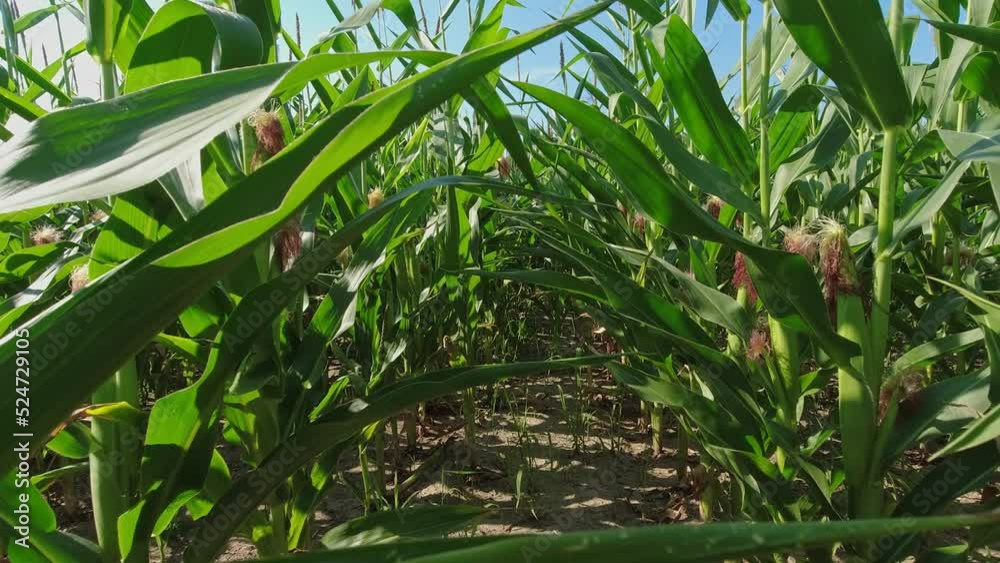 Close up of growing young maize of corn seedling plants cultivated on agricultural countryside farmland. Inspection of crops on sunny day. Movement in green corn field. Food agriculture. Close up of growing young maize of corn seedling plants cultivated on agricultural countryside farmland. Inspection of crops on sunny day. Movement in green corn field. Food agriculture.
